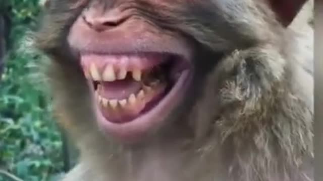 Monkey funny vedio