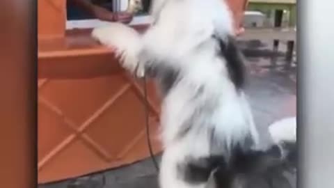 Funny video dog cat