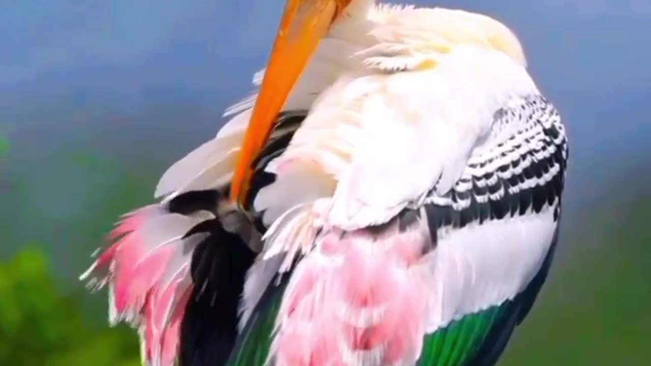 Very beautiful bird