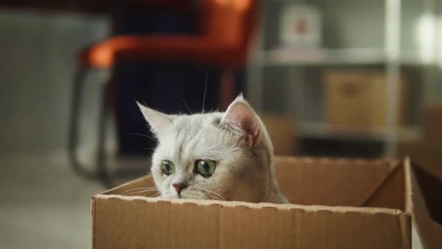 Cat sitting in cardboard box in living room