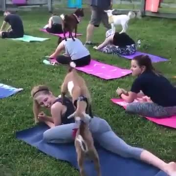 Funny Animal Video Funny Yoga Video Fun Animal Pet