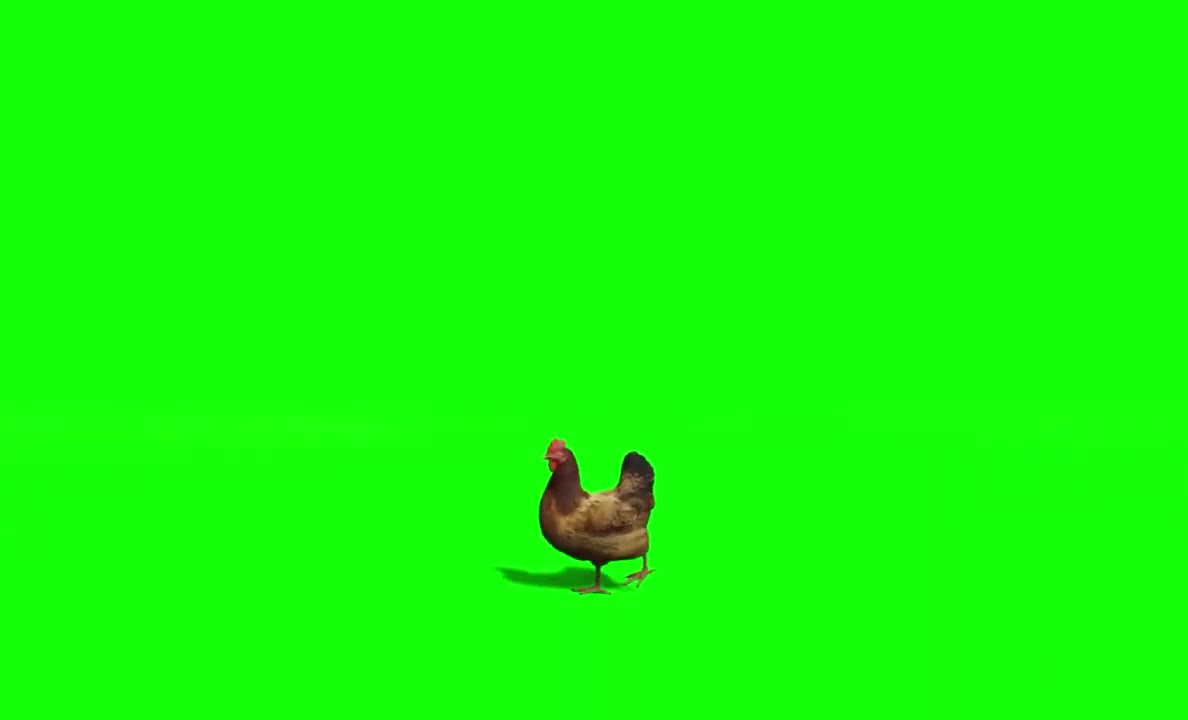 Hen green screen video. Chicken Green Skin Video 2021