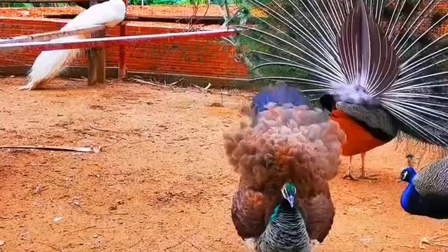 Have you ever seen the peacock mother open the screen