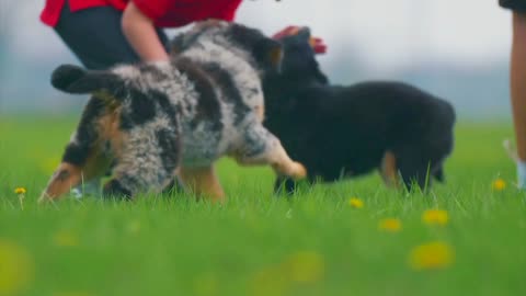 Playful puppies running