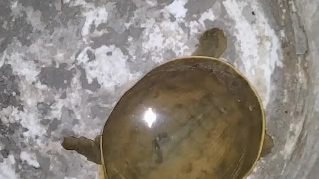 Turtle baby found .... turtle