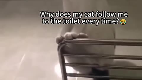 InTeLLigEnT CaT🐈🙀