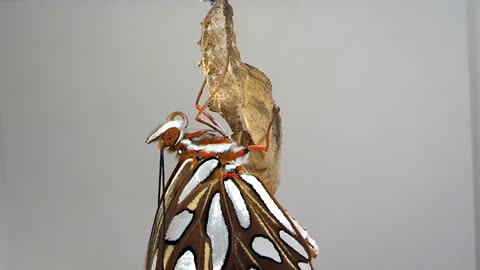 Gulf Fritillary Emerges from Chrysalis timelapse video.