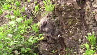 Female Big raccoon Mother Climbs High Hill For Food