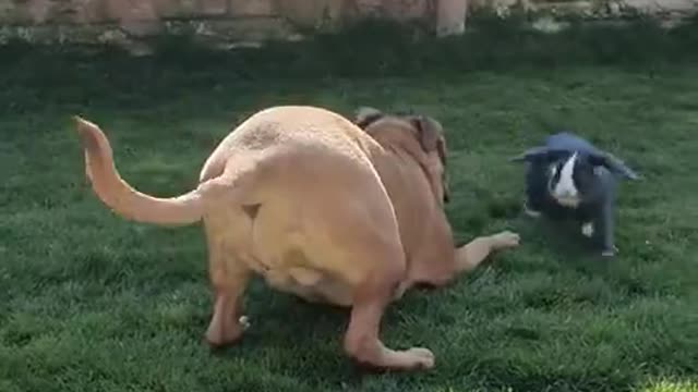 Bunny Rabbit and Dog Playing Together