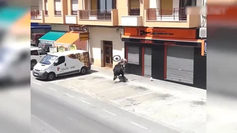 bull destroys motorcycle on the street