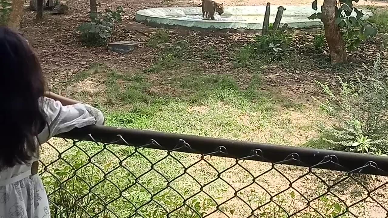 Zoo videos 4