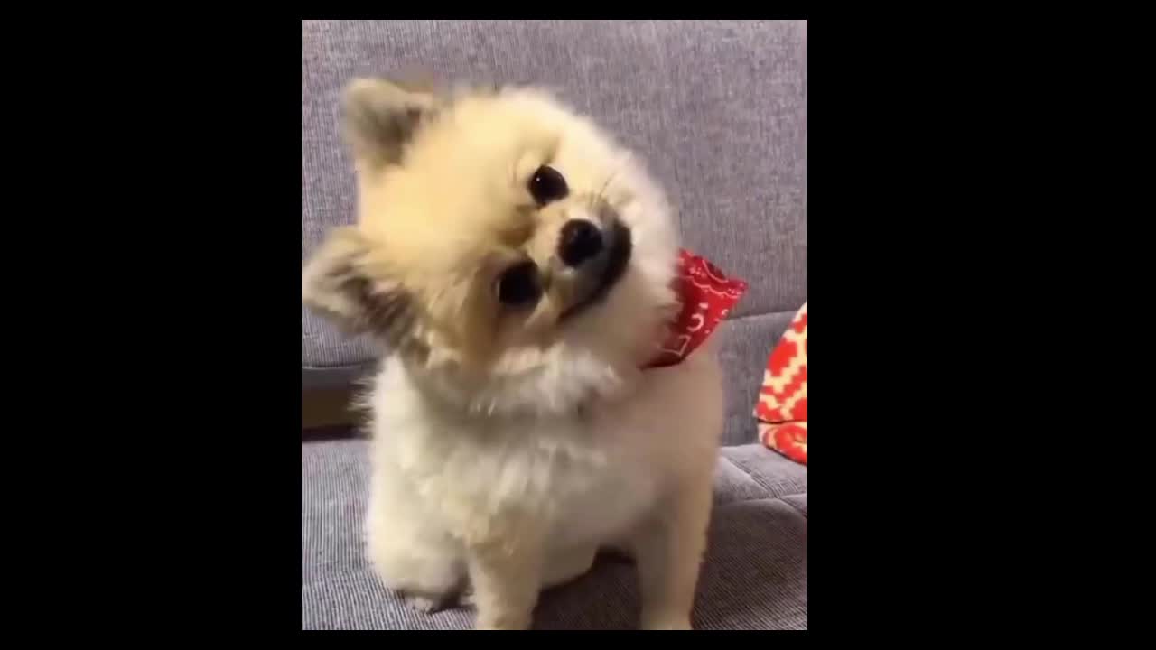 Cute Doggie Shaking Head like a pro