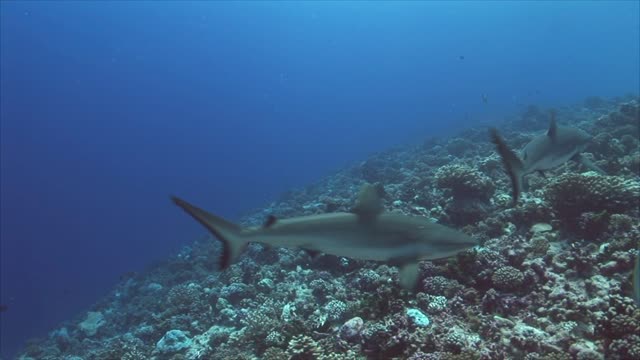 Fish in water