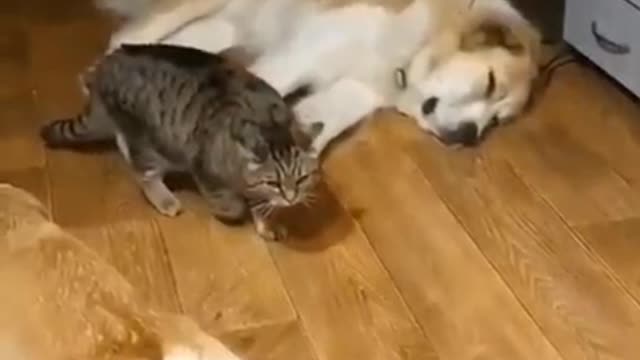 Mission Impossible - Cat