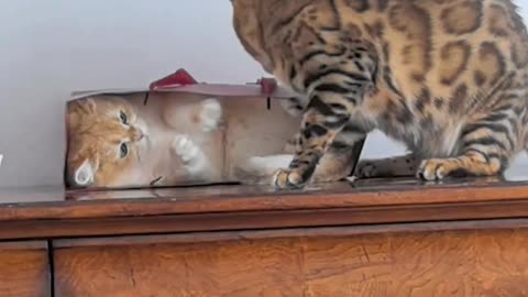Sweet Moments: Cats Playing Together