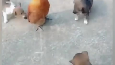Chicken Vs Dog Fight // Funny Dog Fighting Video
