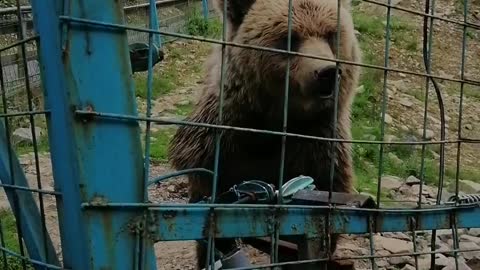 Bear in Ukraine