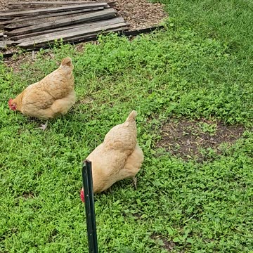 OMC! Chickens pecking grass and hunting bugs! 🐔🐛😮😍 #chickens #pecking #grass #hunting #bugs #shorts