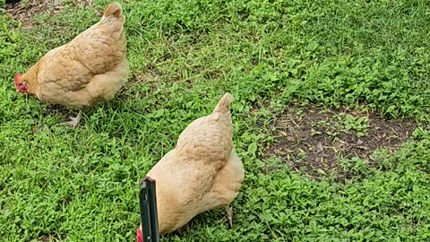 OMC! Chickens pecking grass and hunting bugs! 🐔🐛😮😍 #chickens #pecking #grass #hunting #bugs #shorts