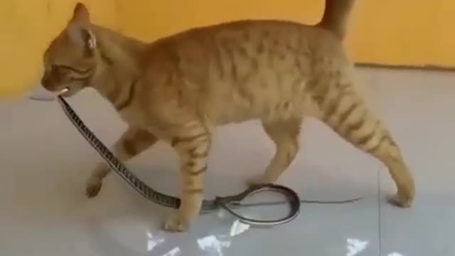 The brave cat defeated the snake.
