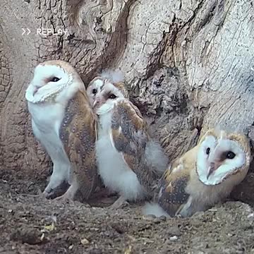 Owl chicks