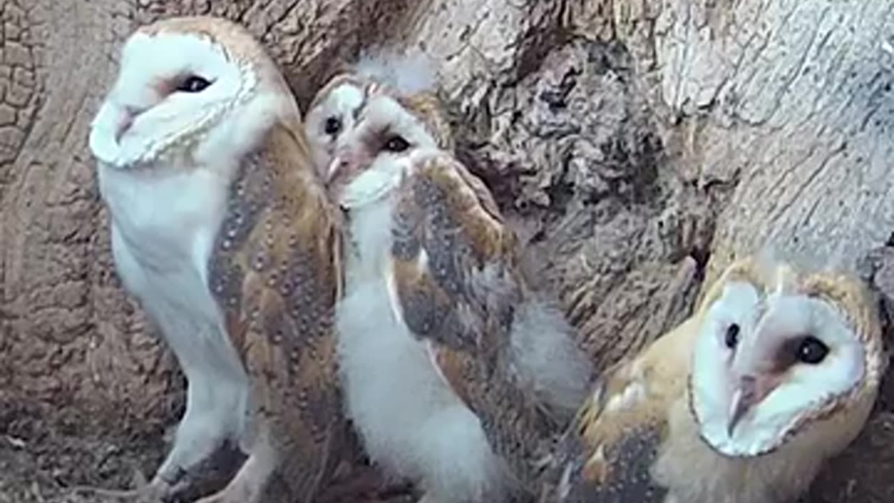 Owl chicks