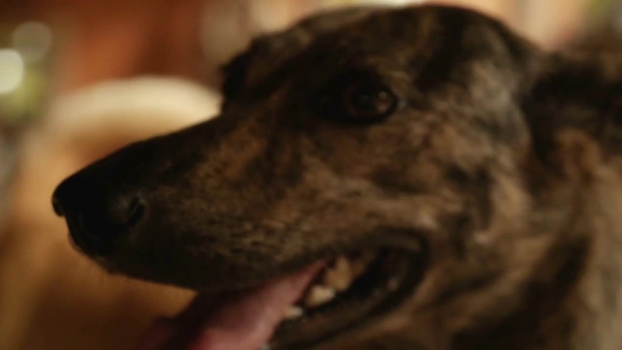 portrait of a mixed breed mongrel dog panting in