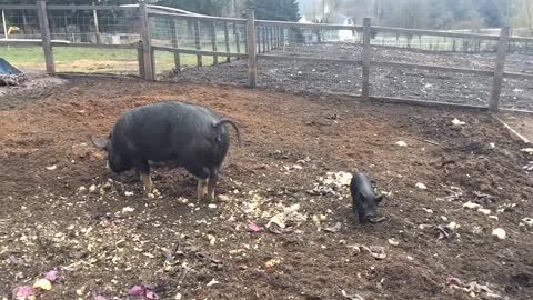 Brown pig flips baby pig