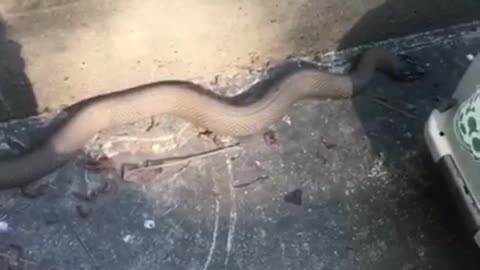 Snake Fail