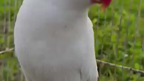 Beautiful white parrot 🦜😍