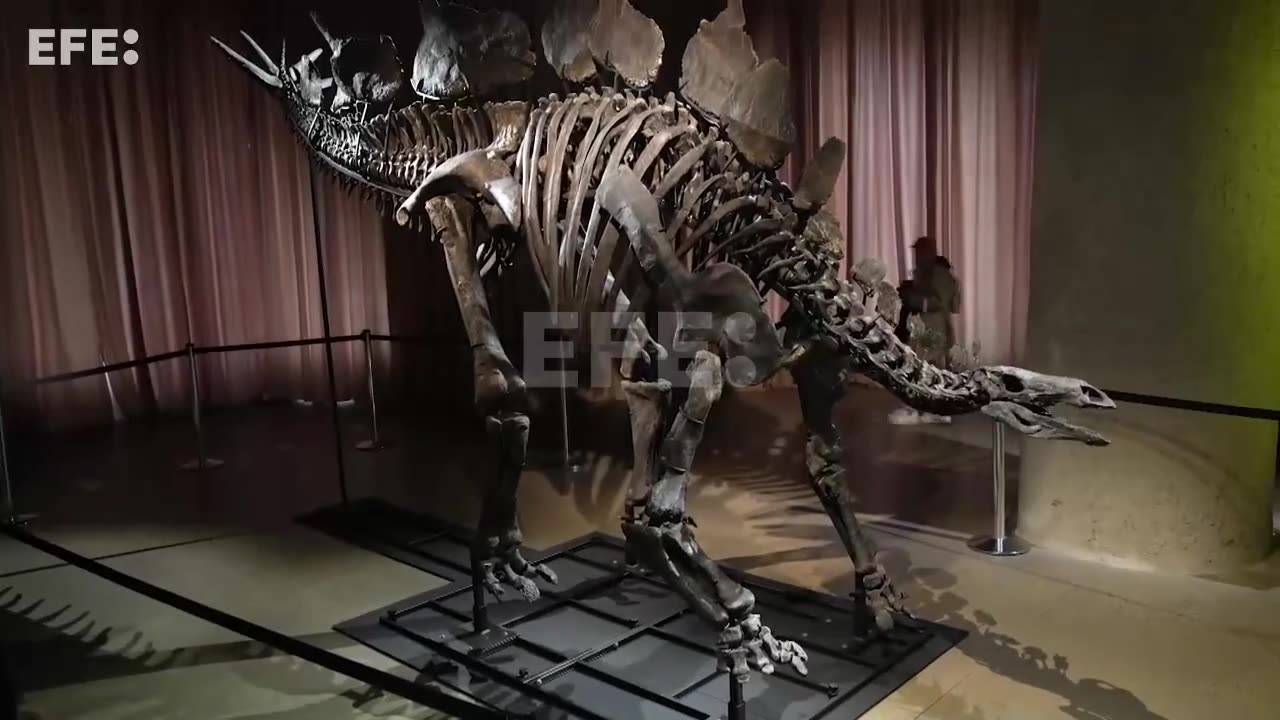 El Museo de Historia Natural exhibe el fósil de dinosaurio más caro