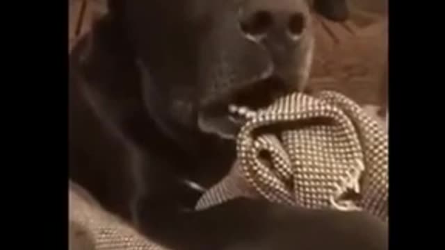 The neighbour dog is pregnant the dog reaction