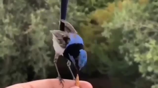Superb fairywren...great effort to get her good