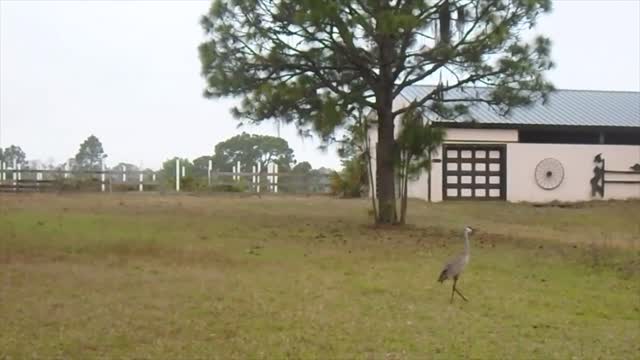 Startled Sandhill Crane yesterday in front of our horse stables. #SoundOn