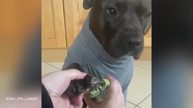 Pitbulls Being Wholesome