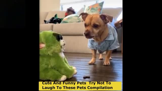 Cute and cuddly pets compilation 3