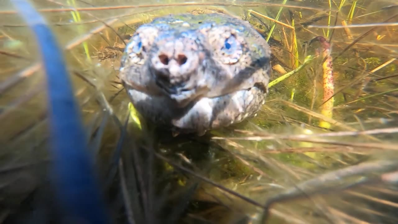 Snapping Turtle