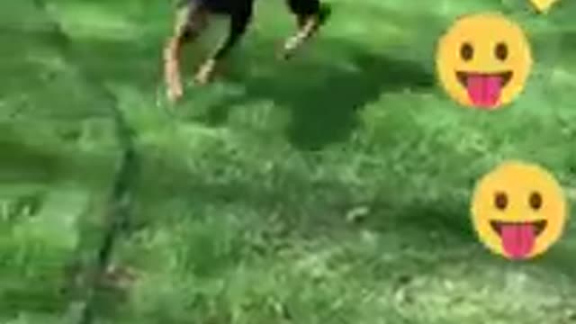 funny video