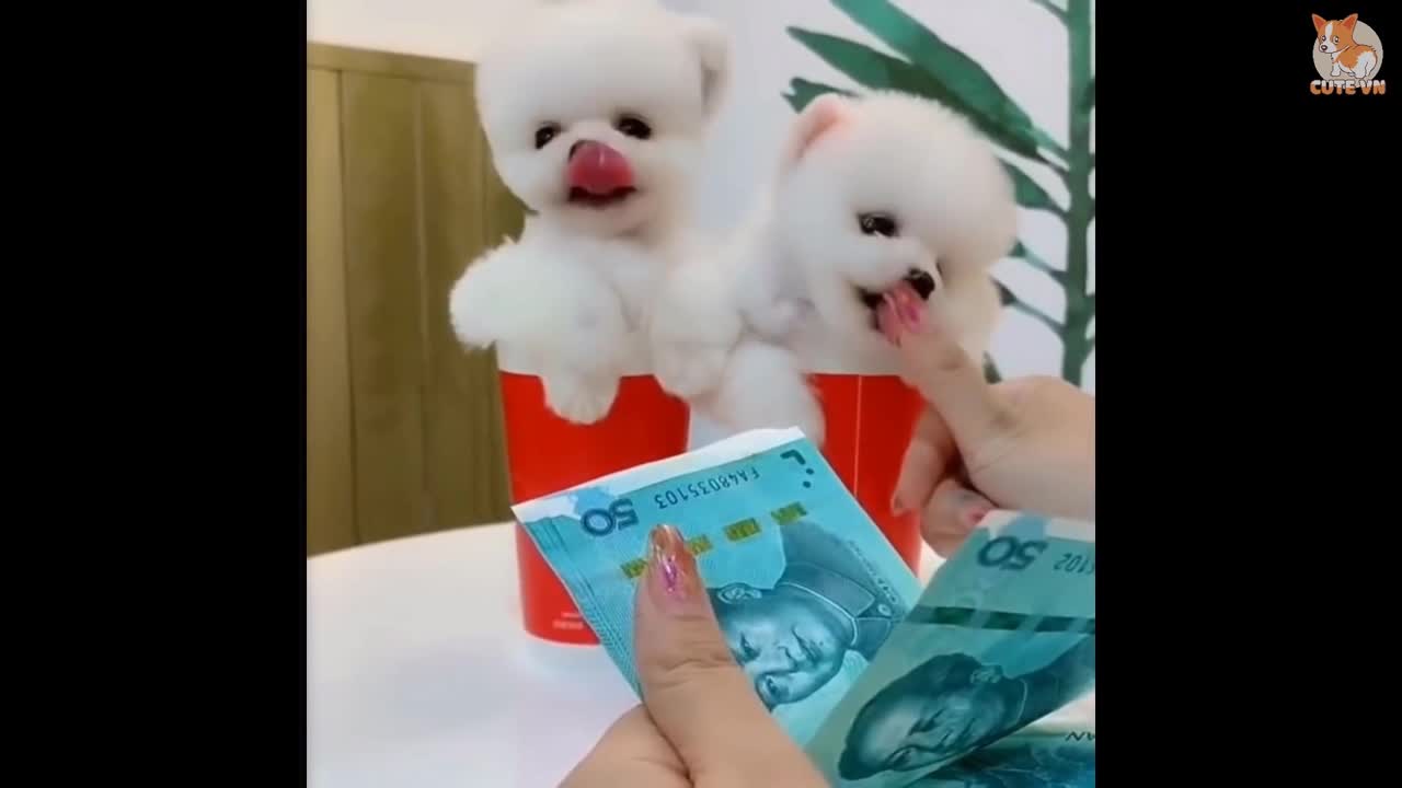 So funny cute puppy Video - Very puppy 😂 😂