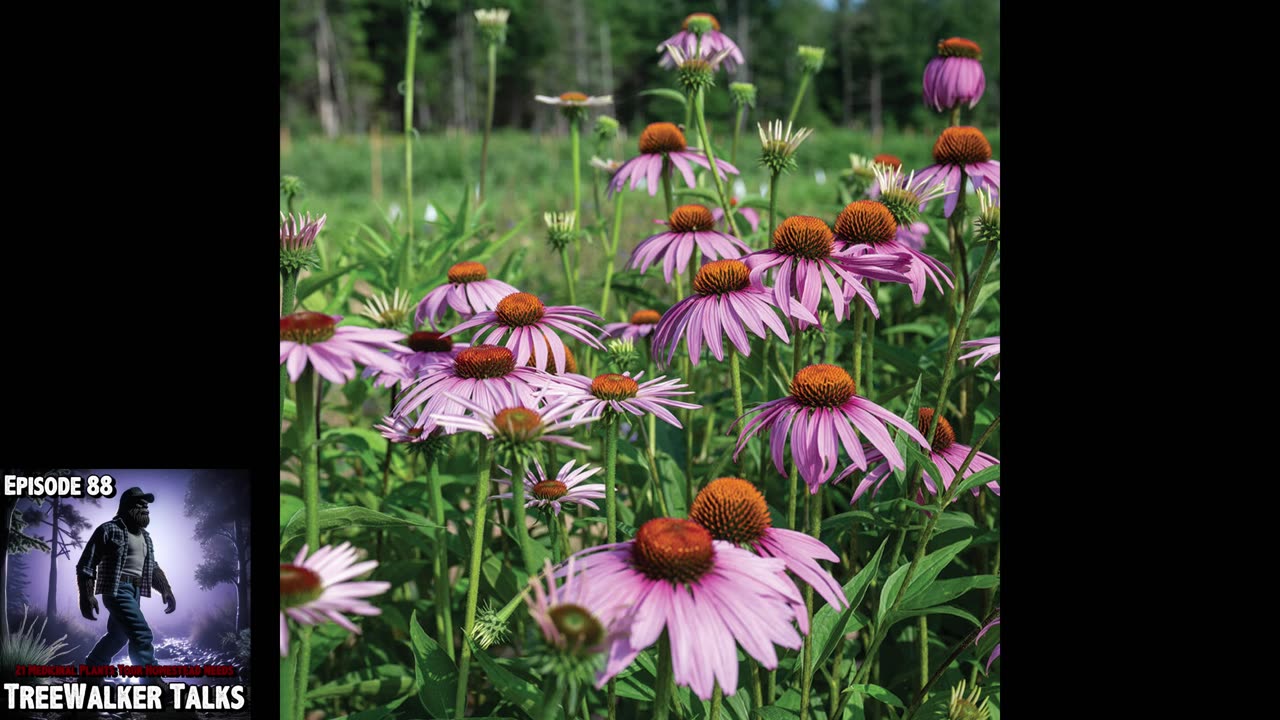 TreeWalker Talks Episode 88: 21 Medicinal Plants Your Homestead Needs