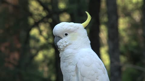 White parrot in the wild