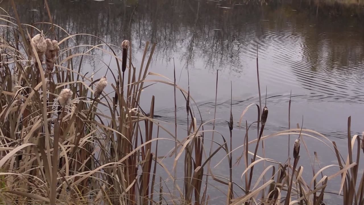 Trapping Inc Season 4 Episode 12 Muskrats.