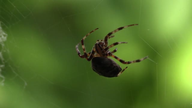 Closeup view of a spider making its web