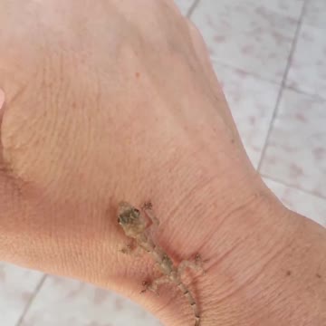 Baby lizard walking on my hand!