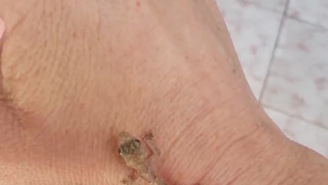 Baby lizard walking on my hand!