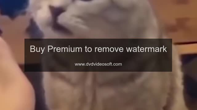 Funny cat videos with unsuspected endings