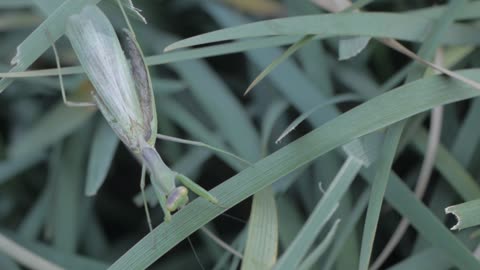 Praying mantis in the grass