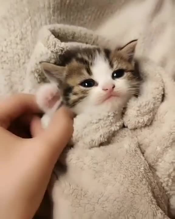 wrap a cute little cat makes you laugh!