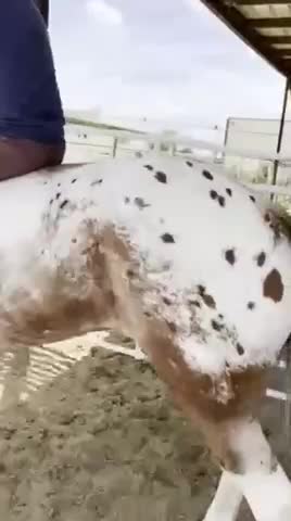 Mustang mascot for Evanescent