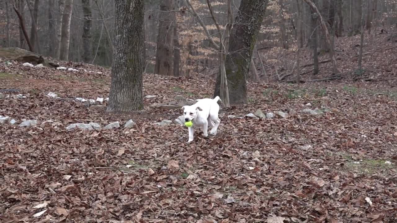 Cutie Pupies